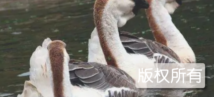 饶平狮头鹅