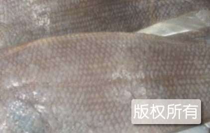 汪子岛鳎麻鱼