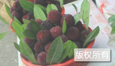 靖州杨梅