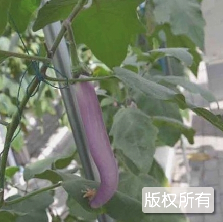 麻薯长茄