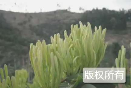 尖山金银花
