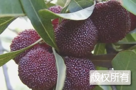 碧沙杨梅