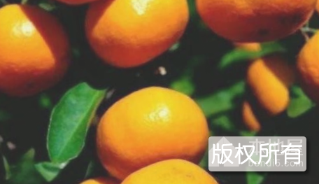 滁口柑橘