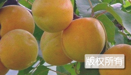 延庆杏