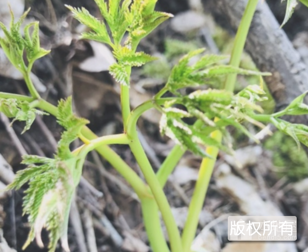 本溪山野菜