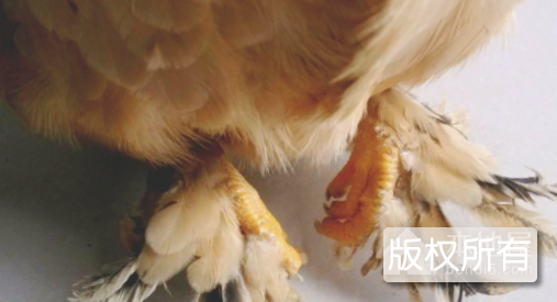 广德毛腿鸡