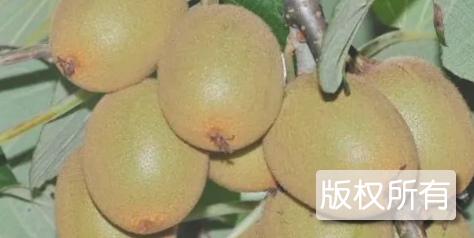旺苍猕猴桃
