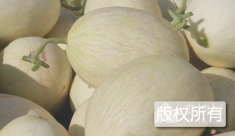 白银白兰瓜