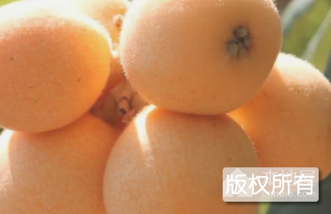 江陵枇杷