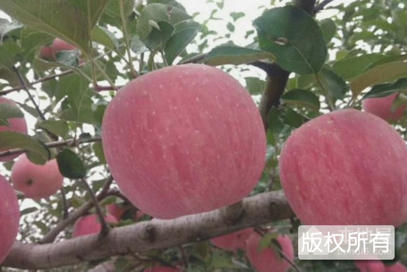 日照苹果