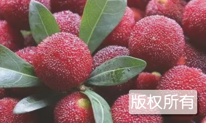 慈城杨梅
