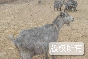 嘉祥济宁青山羊