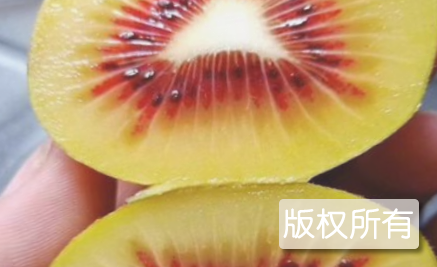 万州红阳猕猴桃