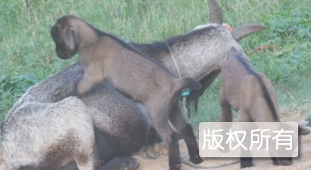 福清高山羊