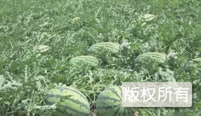 杨郢乡西瓜