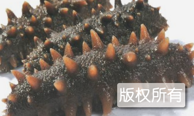 葱烧海参