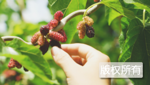 安定桑葚