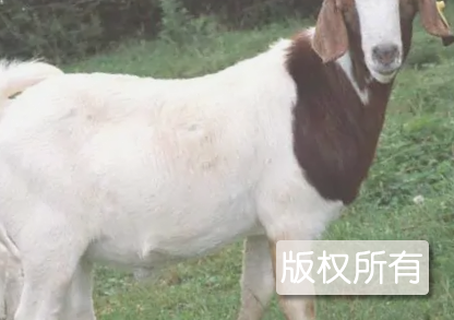 波尔羊