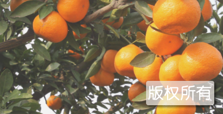 宜昌柑桔
