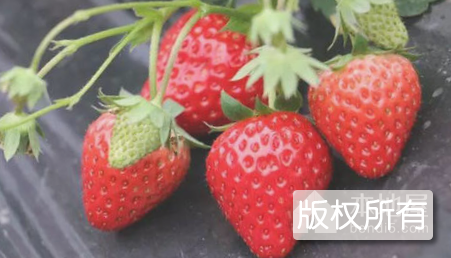 东阿草莓