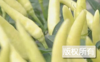 白辣椒