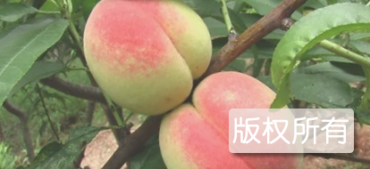 南山甜桃