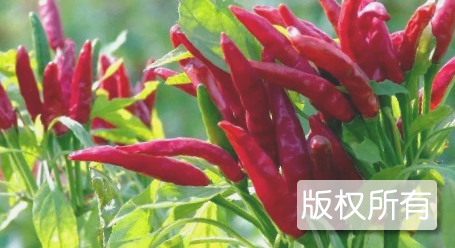 宝庆朝天椒