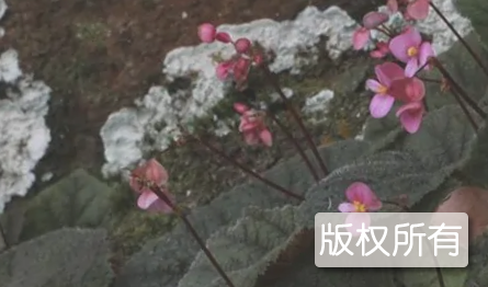 葵洞紫背天葵