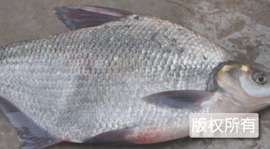 长春鳊