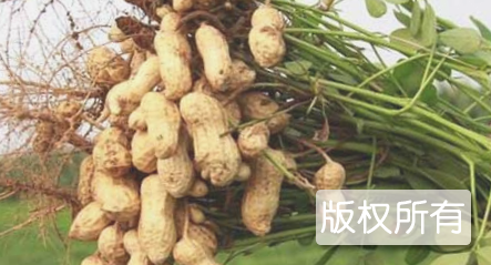 地膜花生