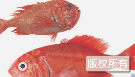 长寿鱼