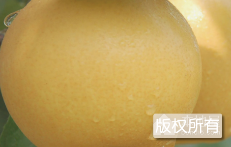 百里洲砂梨