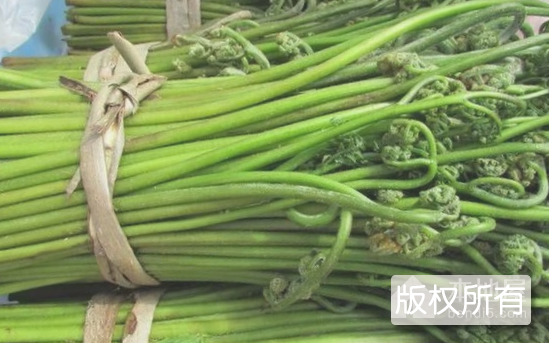 东至蕨菜