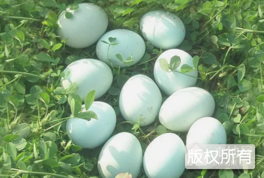 沙头绿壳鸡蛋