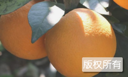 崀山脐橙