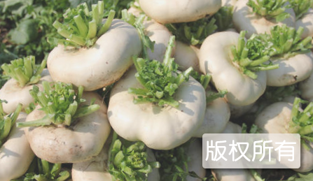 甸山盘菜