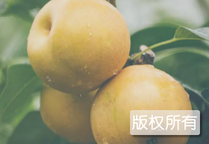 金水梨