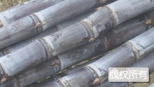 石坝黑皮果蔗