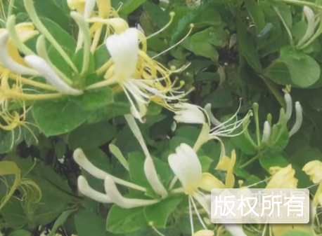 金银花