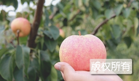 茅山后佛见喜梨