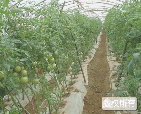 同兴村大棚瓜菜