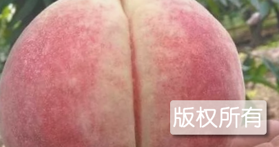 王河白蜜桃