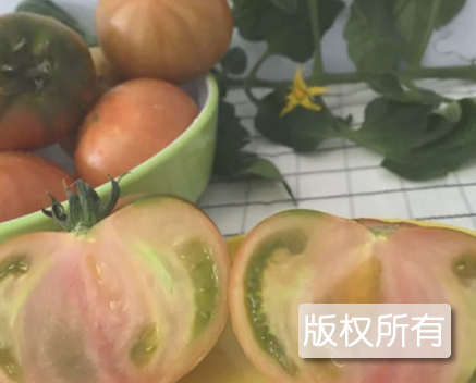 盘锦碱地柿子