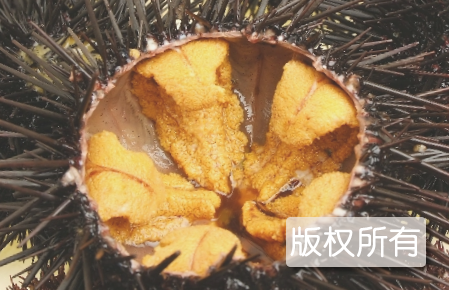 旅顺海胆