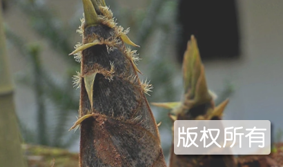 赤壁竹笋