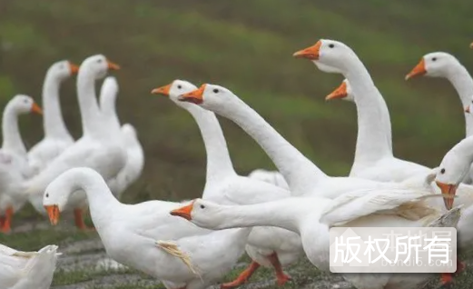 白银鹅