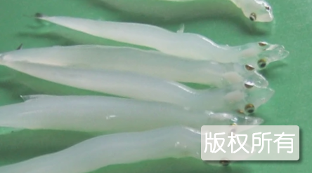 老河口银鱼