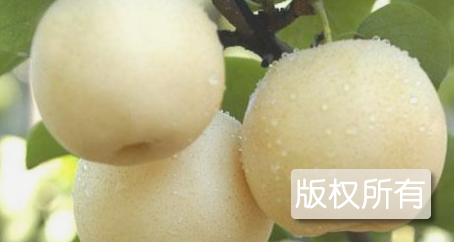 博野黄冠梨