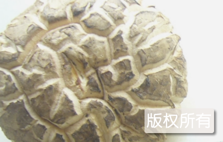 野生花菇