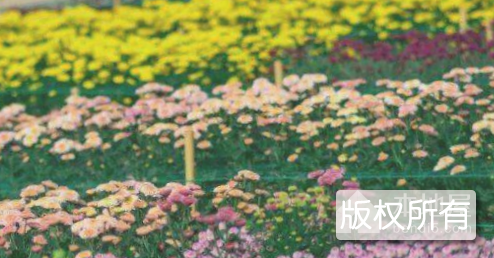 小榄菊花会